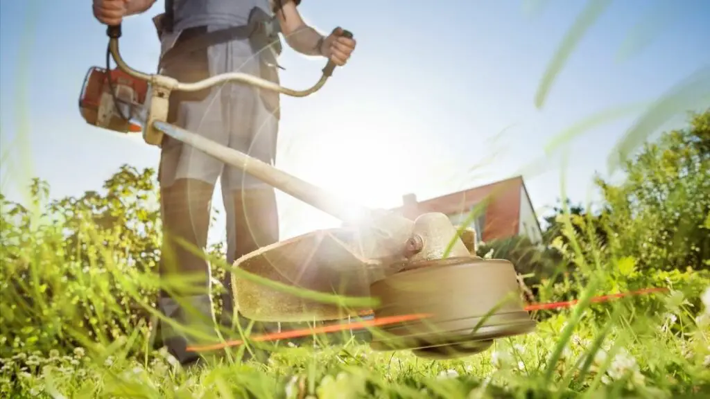 DIY vs. Professional Lawn Care