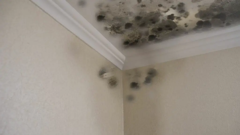 How Do You Know If You Have Mold
