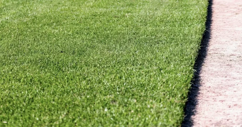 Additional Tips for Helping Sod Take Root
