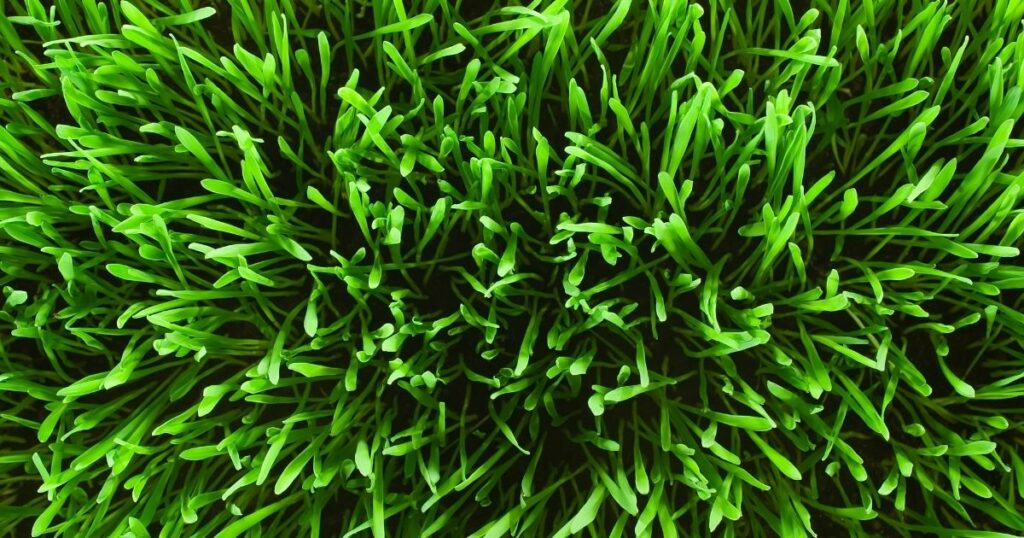 Organic Fertilizer For Your Lawn