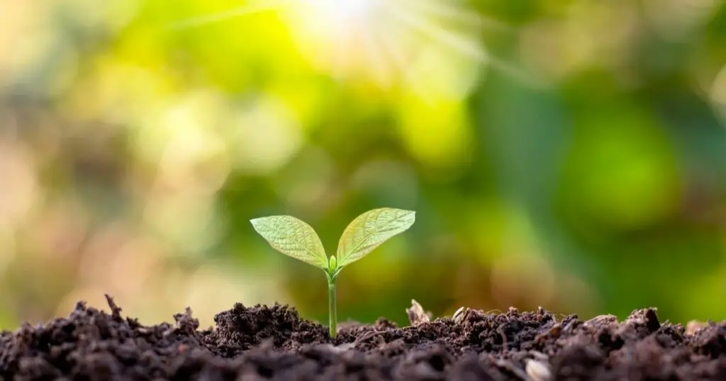 Promote Healthy Plant Growth