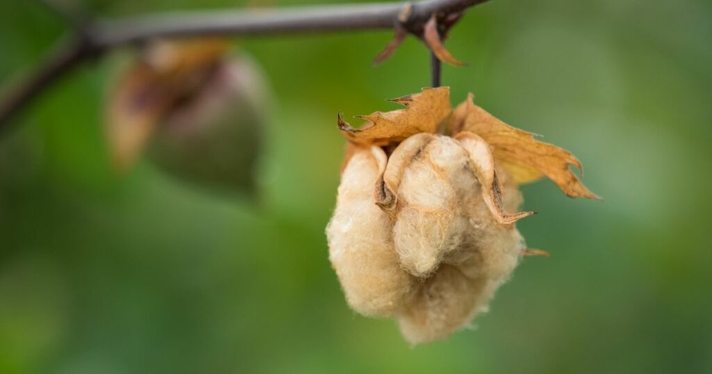 cottonseed meal