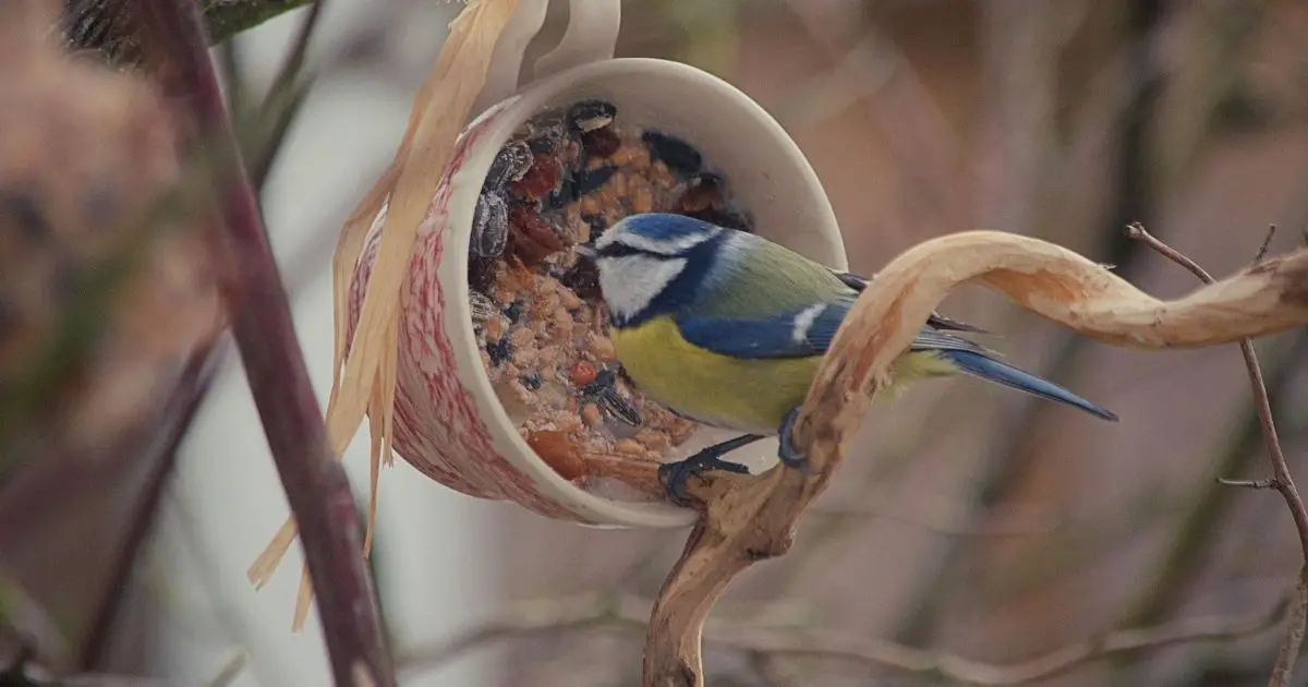 do-you-put-bird-food-in-a-birdhouse-home-decor-chat