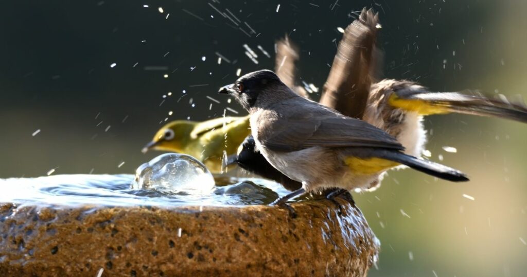 Provide a water source near the birdhouse.