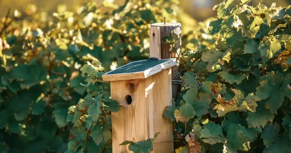 The correct location for a birdhouse