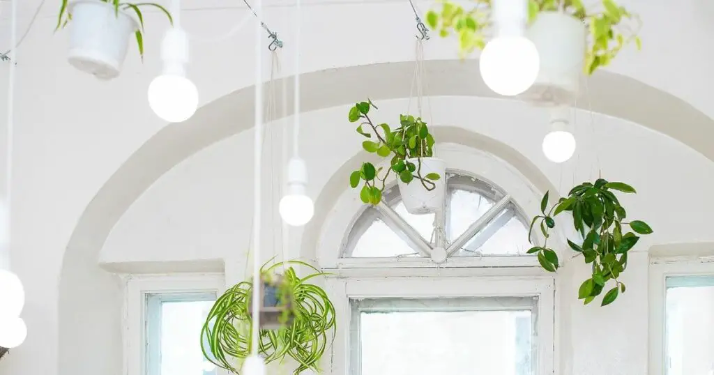 10 plants for amazing hanging baskets