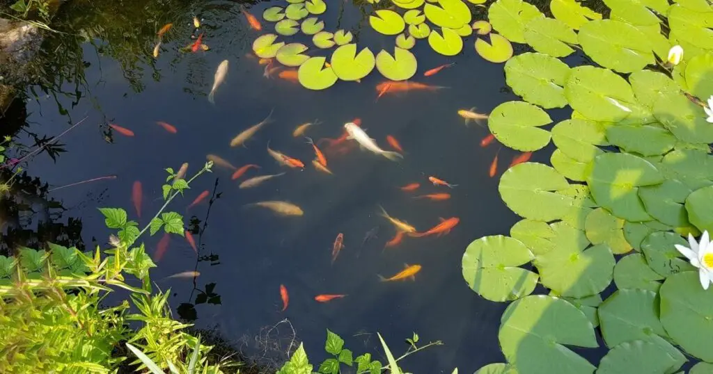 A few plants can help purify your koi pond water and make it healthier for your fish