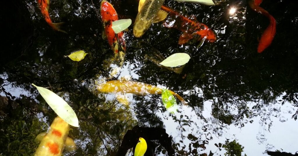 A koi fish journey from Asia to your pond