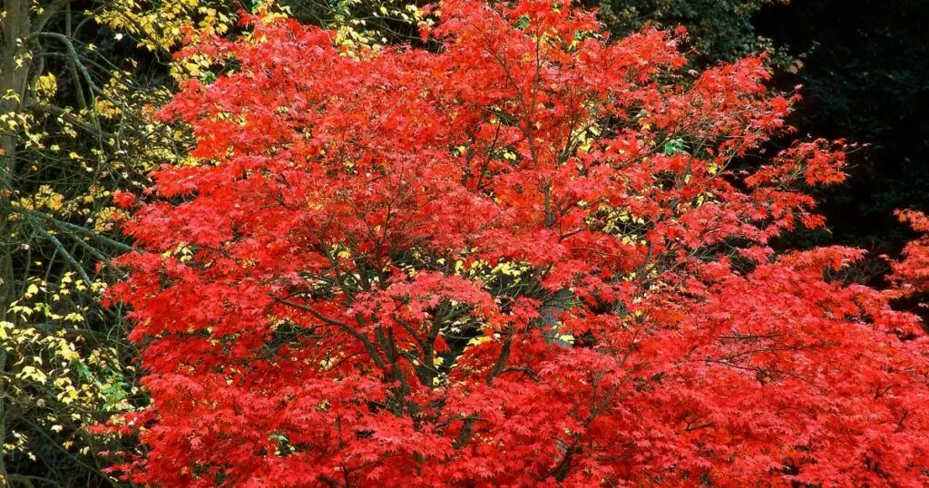 Be on the Lookout for Pests and Diseases with Your Japanese Maple Tree