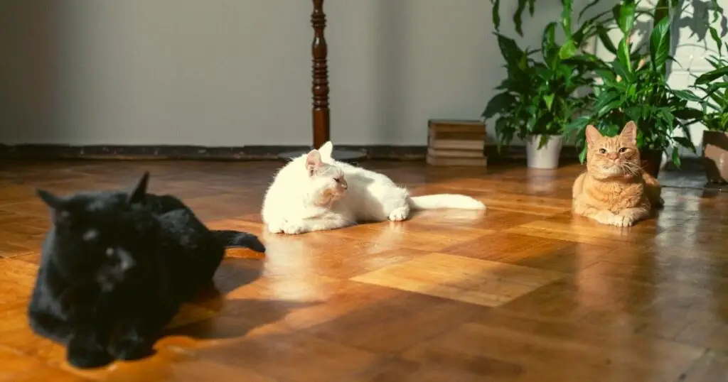 Cats on a wooden floor