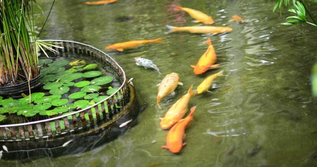 Challenges of Keeping Koi Fish as Pets