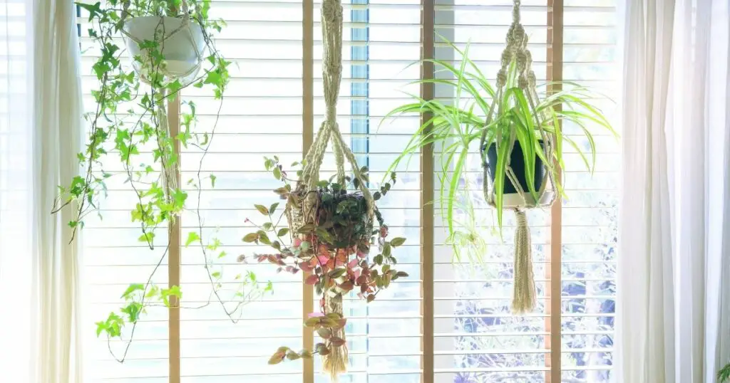 Create a Beautiful Hanging Basket in 5 Easy Steps