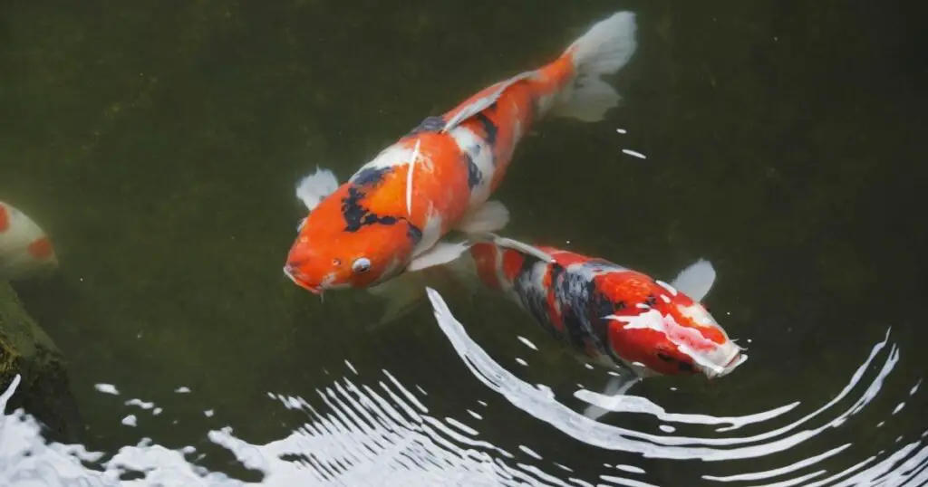 Everything You Need to Know About Keeping Koi Fish as Pets
