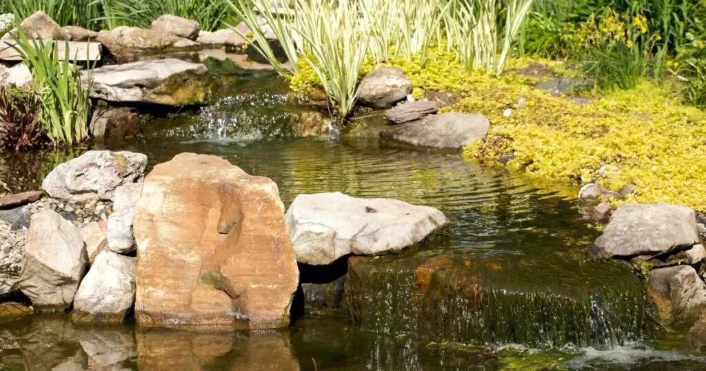 Everything you need to know about koi pond maintenance
