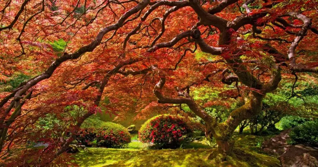 Fall in Love with Your Japanese Maple