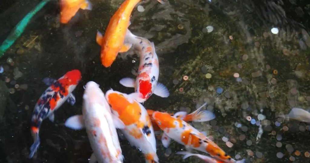 From Backyard Pond to Koi Oasis