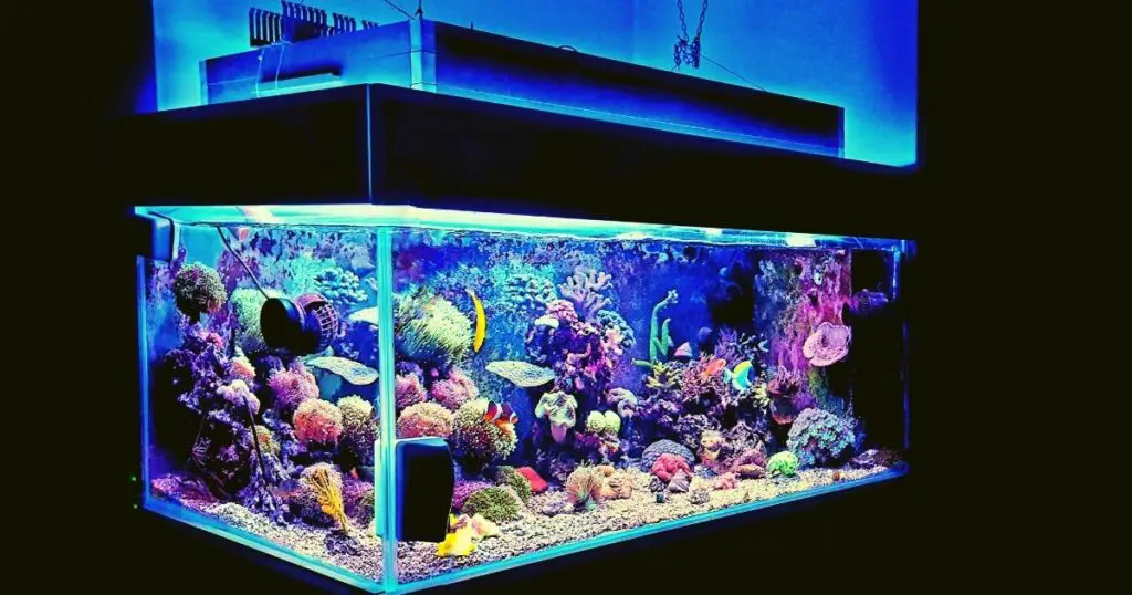 Get Your Fish Tank Ready in a Flash With These Tips