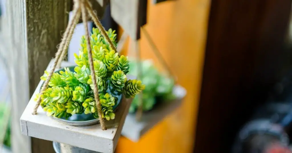 Hanging Plants that are Easy to Keep Alive