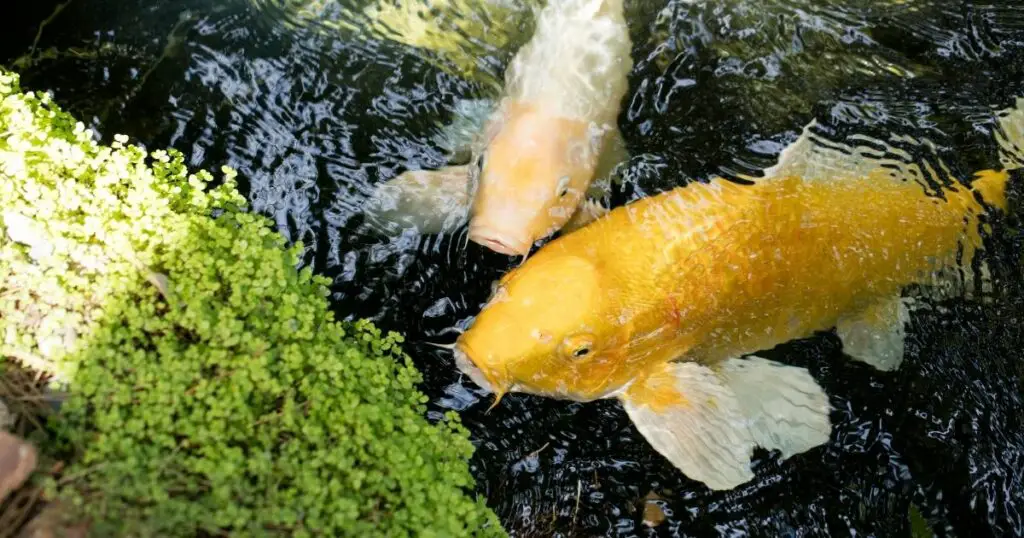How much does it really cost to keep Koi fish