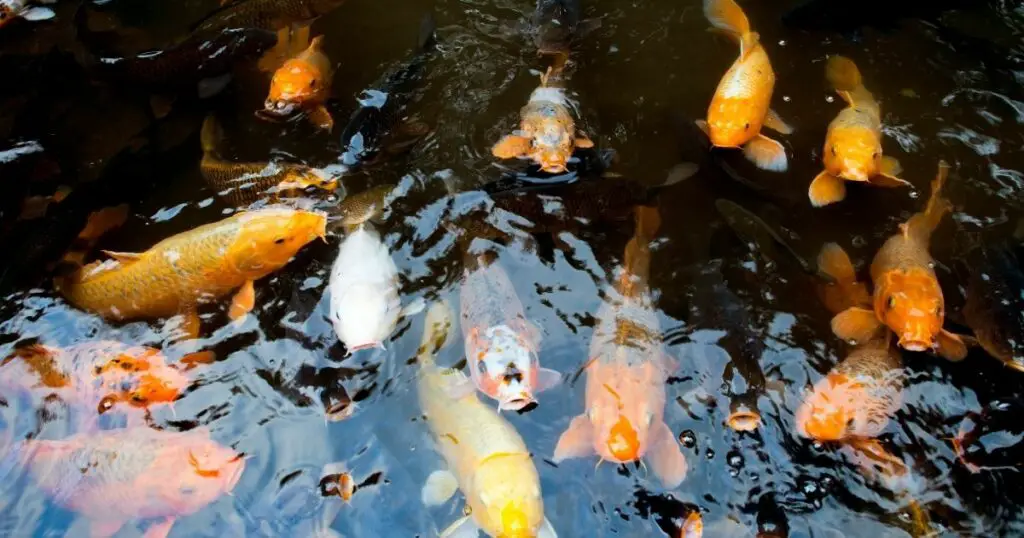 How to Keep Your Koi Healthy
