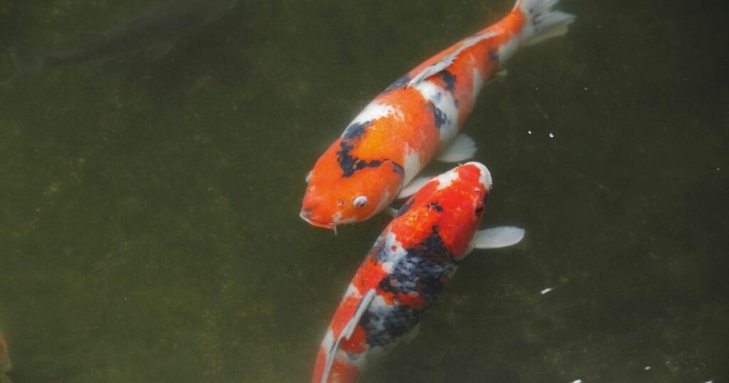 How to Keep Your Koi Healthy and Happy
