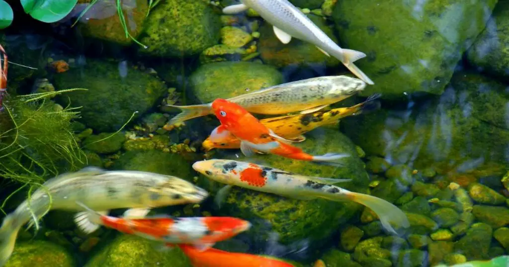 How to Size and Shape Your Koi Pond for Optimal Results