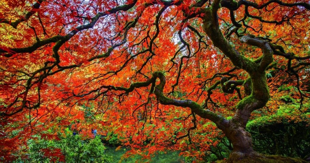 How to care for your Japanese maple