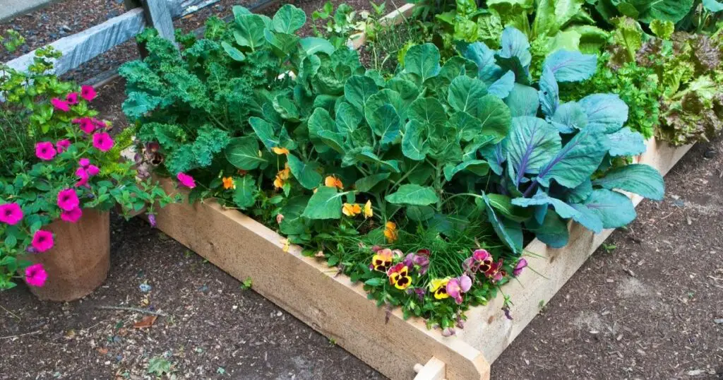 How to choose the depth of your raised garden bed