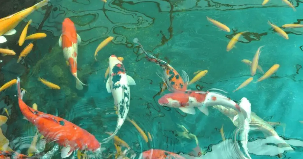 How to ensure your koi fish are healthy and happy