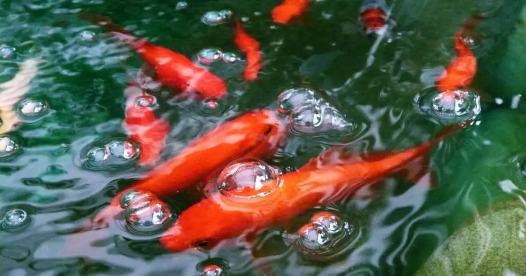 How to keep your koi pond happy and healthy in any sun situation