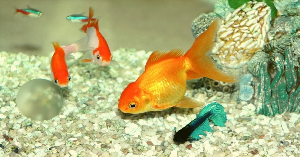 How to setup your In wall fish tanks