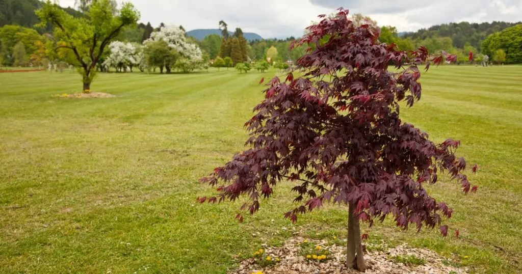 Japanese Maple The Ideal Location For Optimal Growth