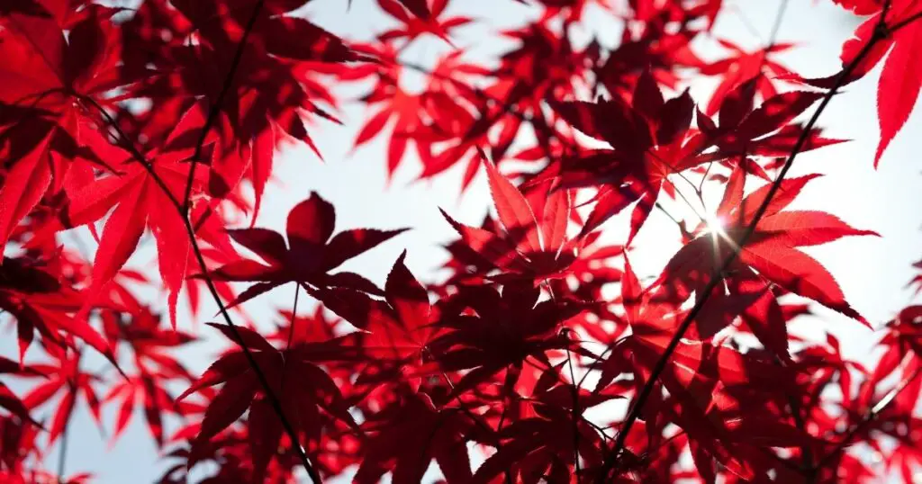 Japanese Maple The Versatile Tree for Sun or Shade