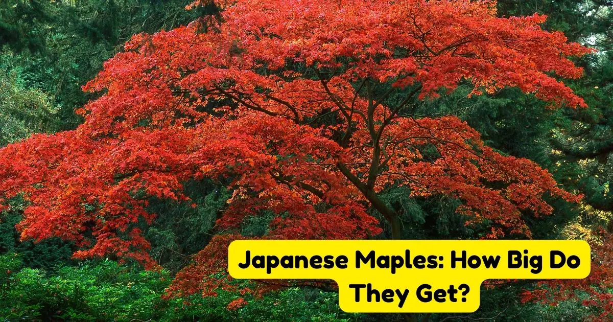 Japanese Maples: How Big Do They Get? - Home Decor Chat