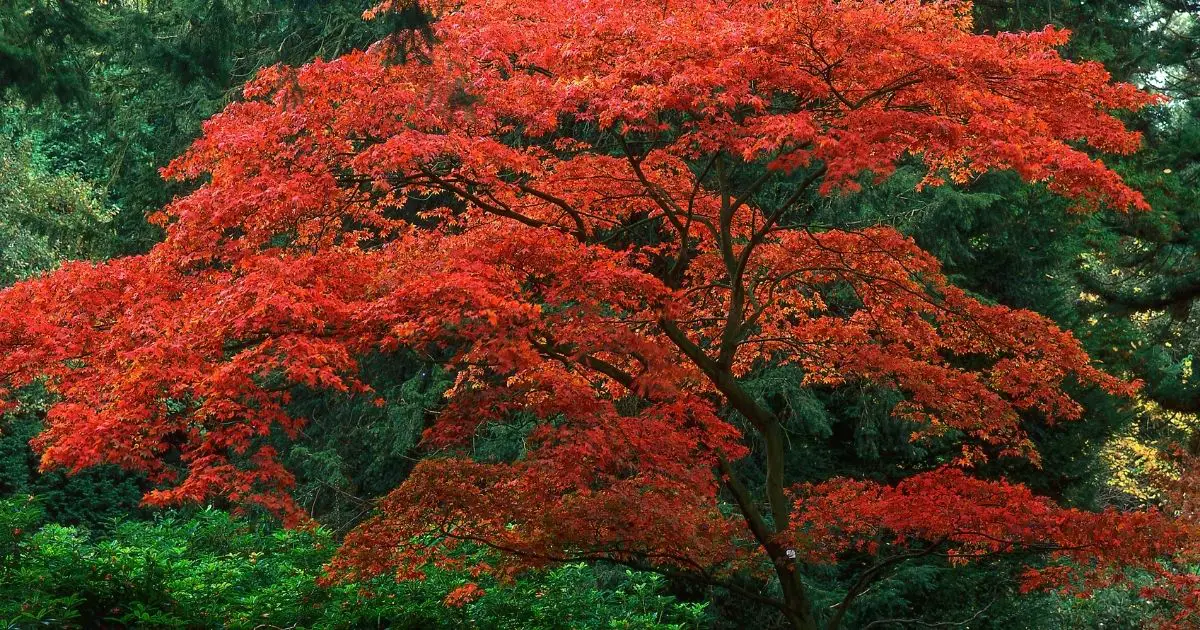 Japanese Maples How Big Do They Get Home Decor Chat   Japanese Maples How Big Do They Get 