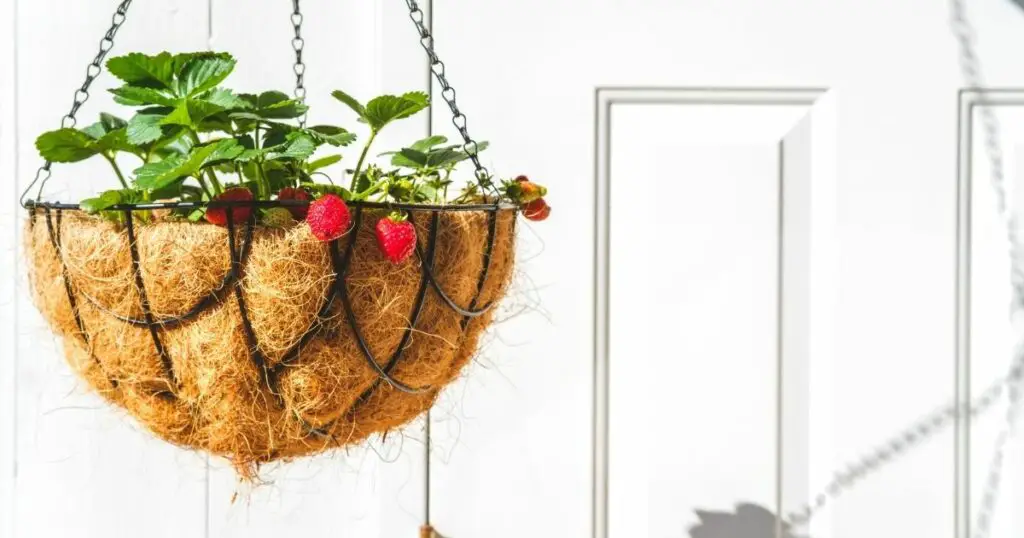 Keep Your Hanging Plants Healthy and Happy