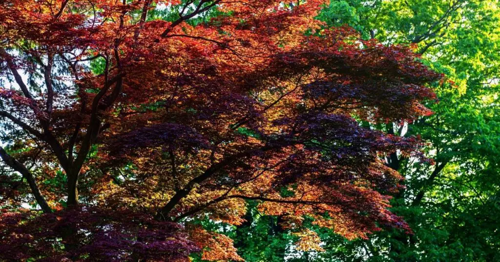 Keep Your Japanese Maple Tree Healthy With These Pruning Tips