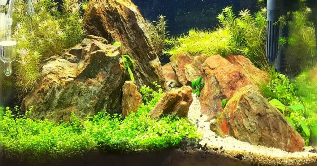 Keep your fish healthy with live plants in their tank