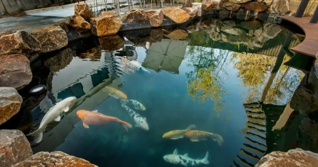 Keep your koi happy and healthy in the proper environment