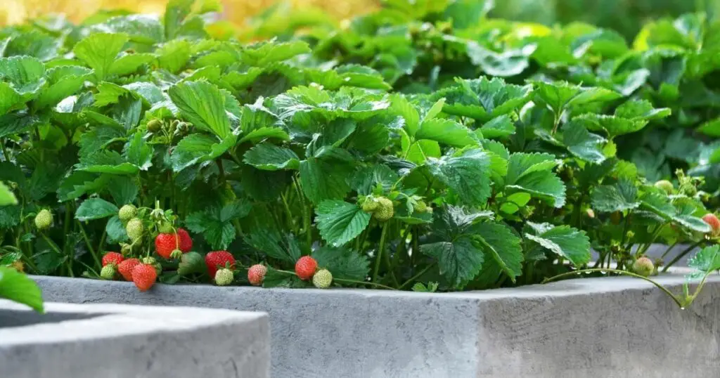 Keep your raised bed healthy with regular watering.