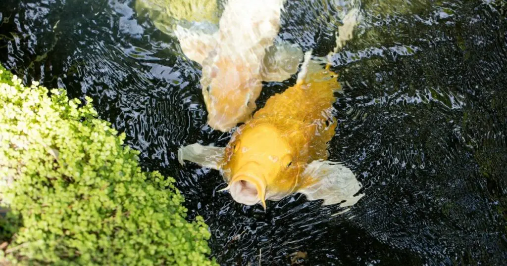 Koi Fish Contests A Popular Pastime in Japan