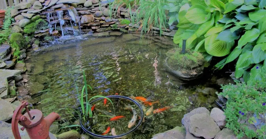 Koi ponds are a great way to relax and enjoy nature