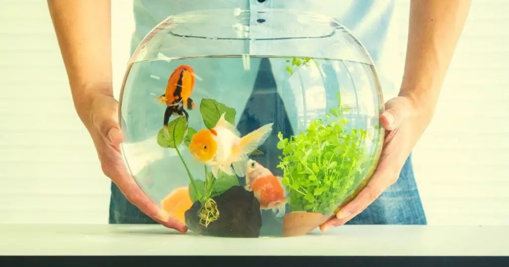 Make Your Own Aquarium Decorations and Save Money