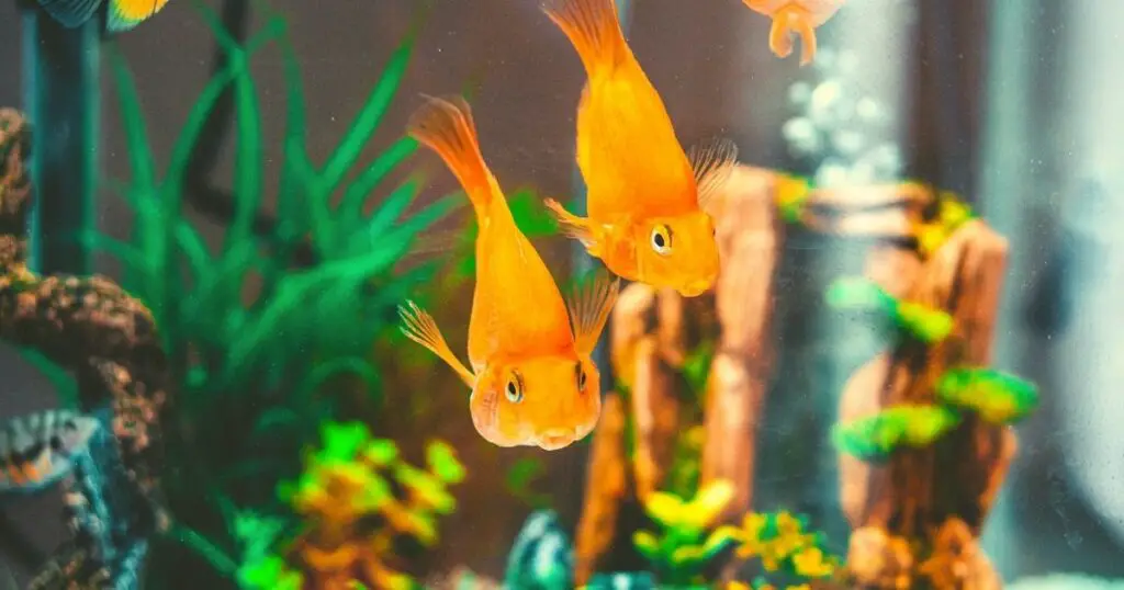 Make your aquarium stand out with these simple decorating tips