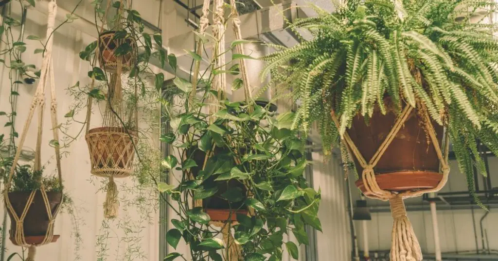 Plants Help to Boost Your Mood and Reduce Stress