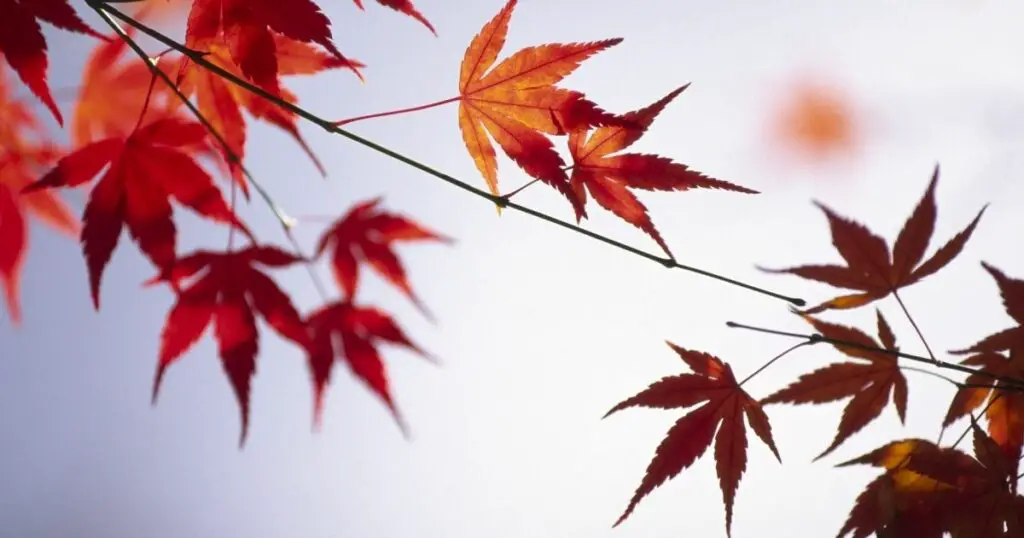 Proper care for your Japanese maple tree ensures many years of beauty.