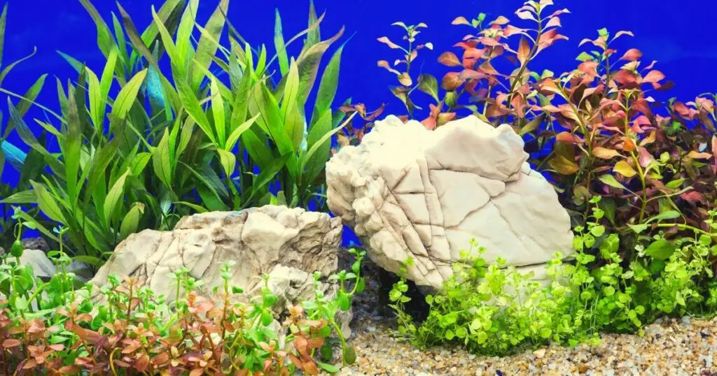 Spruce up your aquarium with some everyday objects