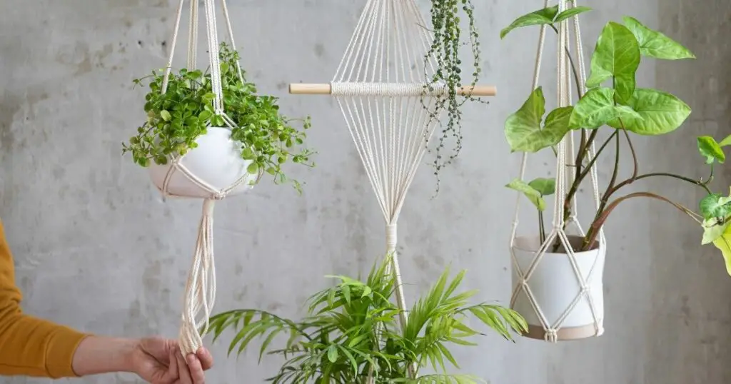 The Best Hanging Plants for Every Room