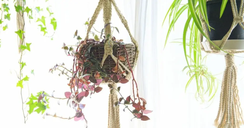 The Best Hanging Plants for Your Home
