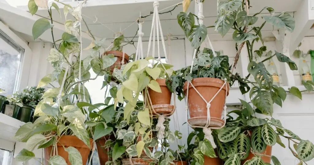 The Best Plants for Hanging Containers
